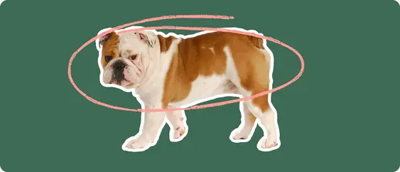English bulldog