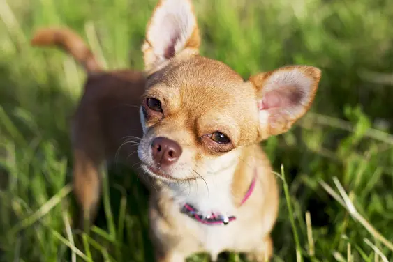Fawn coloured Chihuahua in the grass
