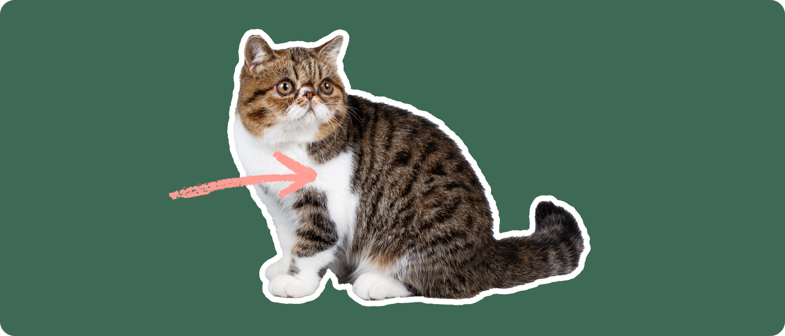 An exotic shorthair cat cut out with a white stroke, on a green background, with a pink arrow pointing at it's chest