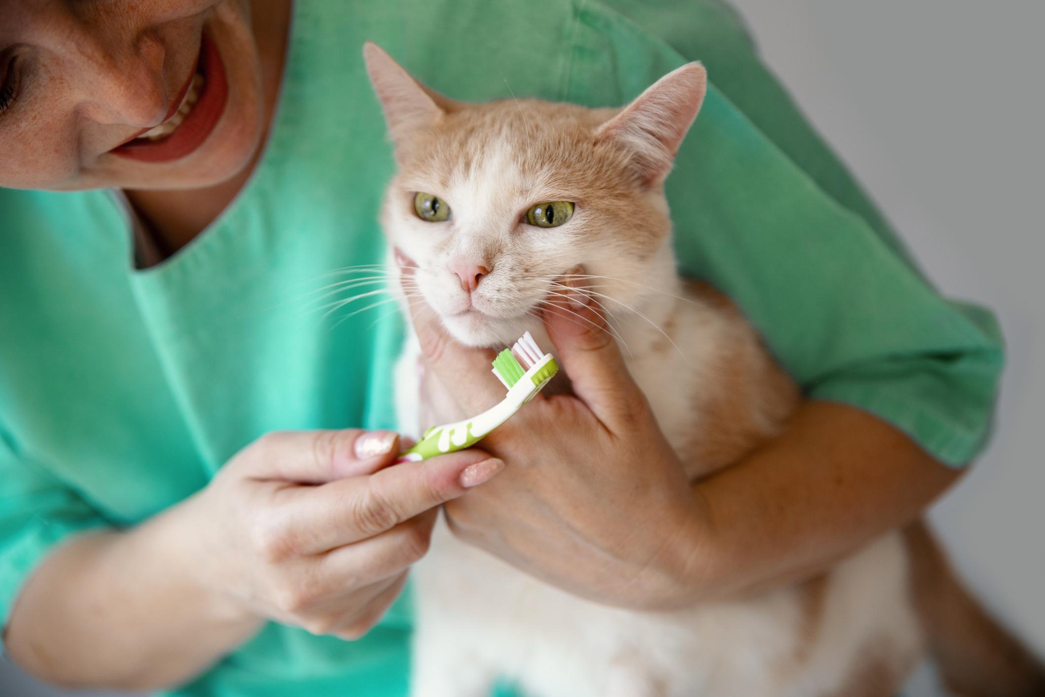 A person in green scrubs gently brushing a ginger and white cat's teeth with a green toothbrush. The cat looks somewhat relaxed.