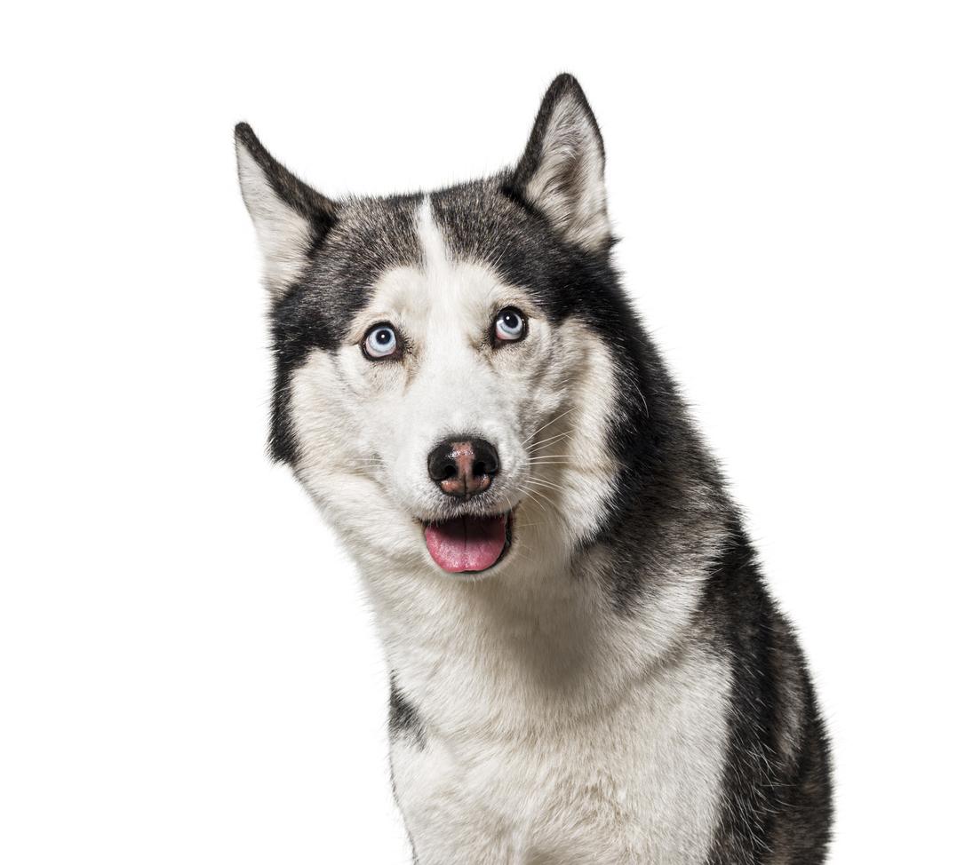 Husky