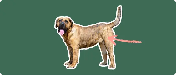 Presa Canario with a pink arrow drawn to its hip