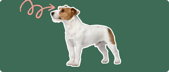 Jack Russell Terrier with a pink arrow drawn to its eye