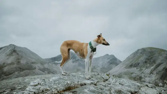 Image of a brown Whippet in the Scottish highlands