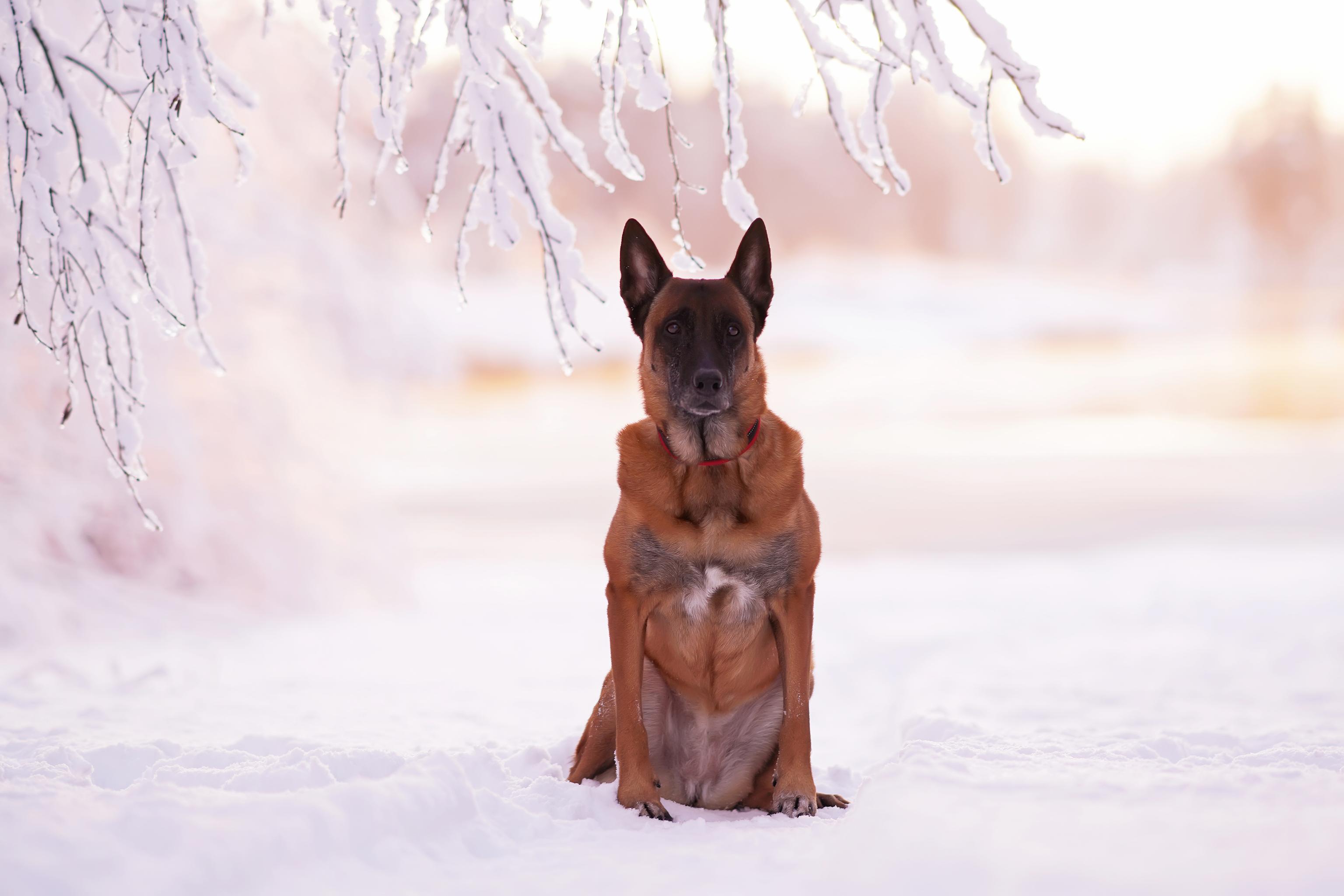An old dog sits outside in the snow
