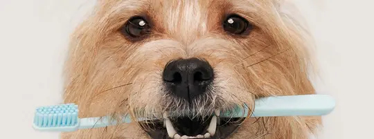 A dog with a toothbrush in his mouth
