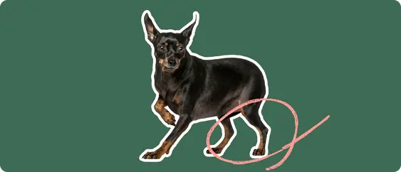 Miniature Pinscher with a pink circle drawn around its knee