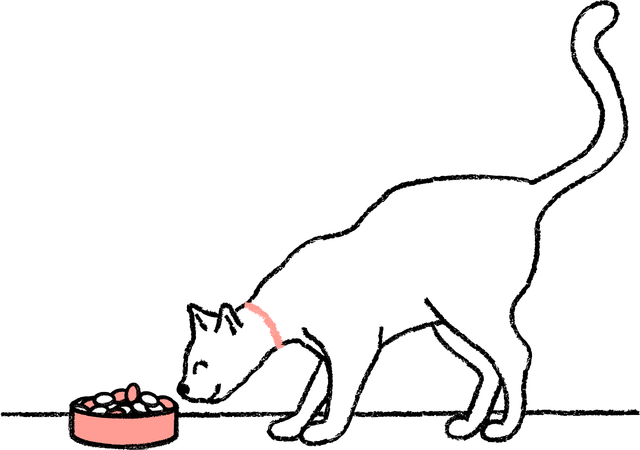 Cat sniffing a bowl of food