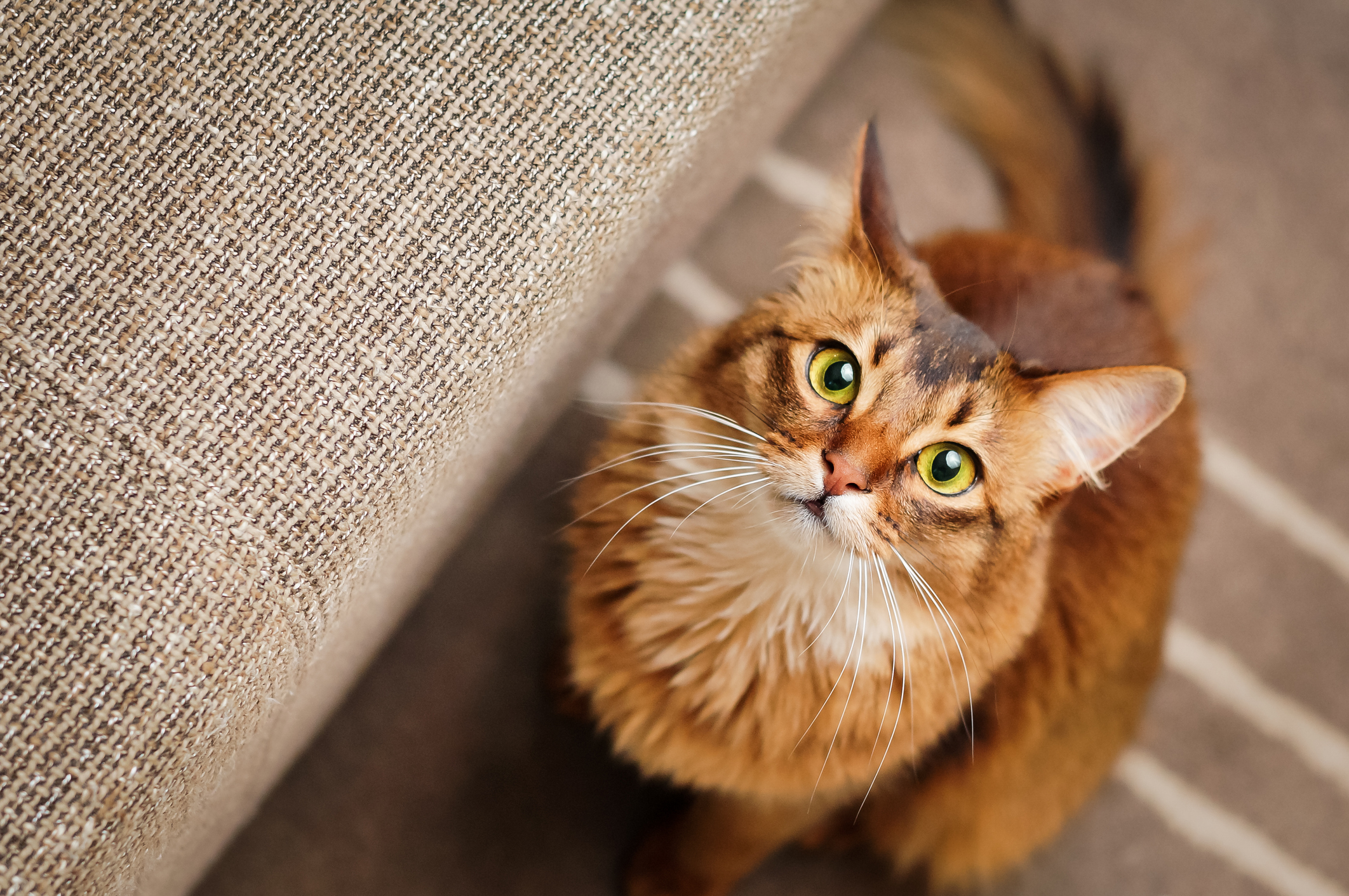 A ginger cat with green looking up at the camera while sitting next to a couch