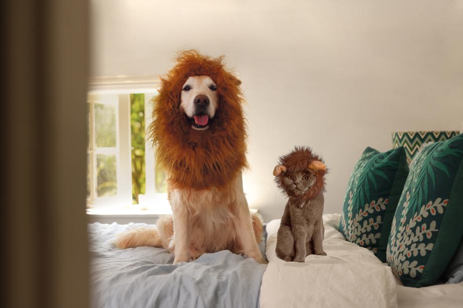 Image of a cat and a dog on a bed