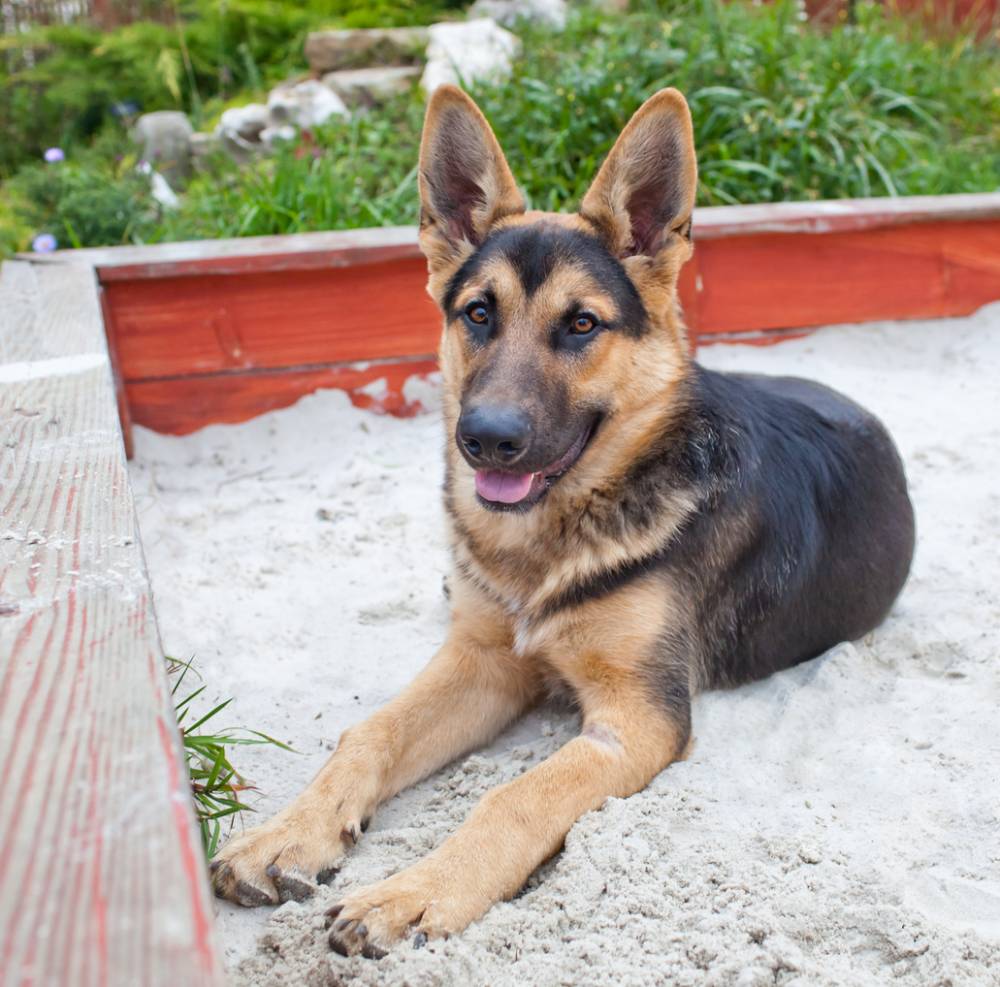Image of a german shepherd laying down in a sand pit