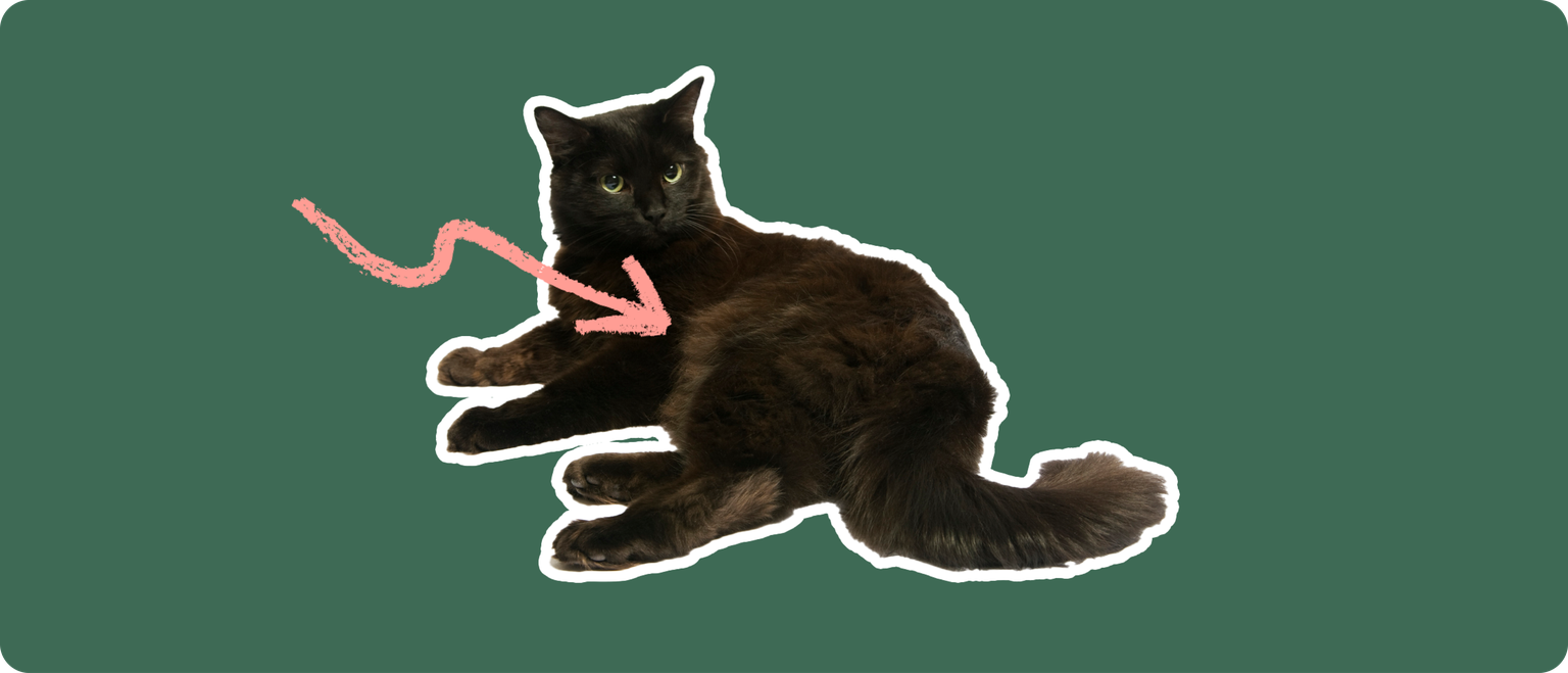 A furry black cat cut out with a white outline, with a pink arrow pointing to it's body center, on a solid green background