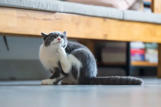 A grey-and-white cat scratches their chin while sitting indoors near a sofa