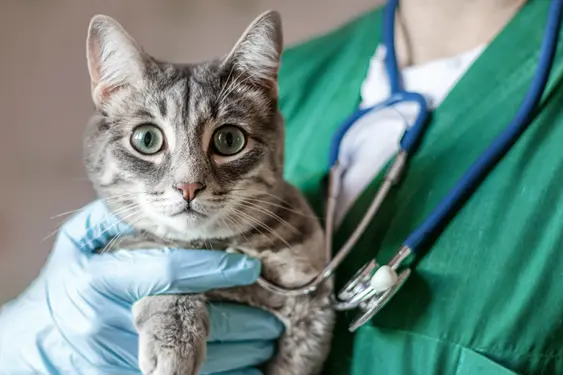 A silver tabby cat with striking green eyes is being held by a veterinary professional in green scrubs. The vet's gloved hands gently support the cat, one hand with a stethoscope ready to examine.