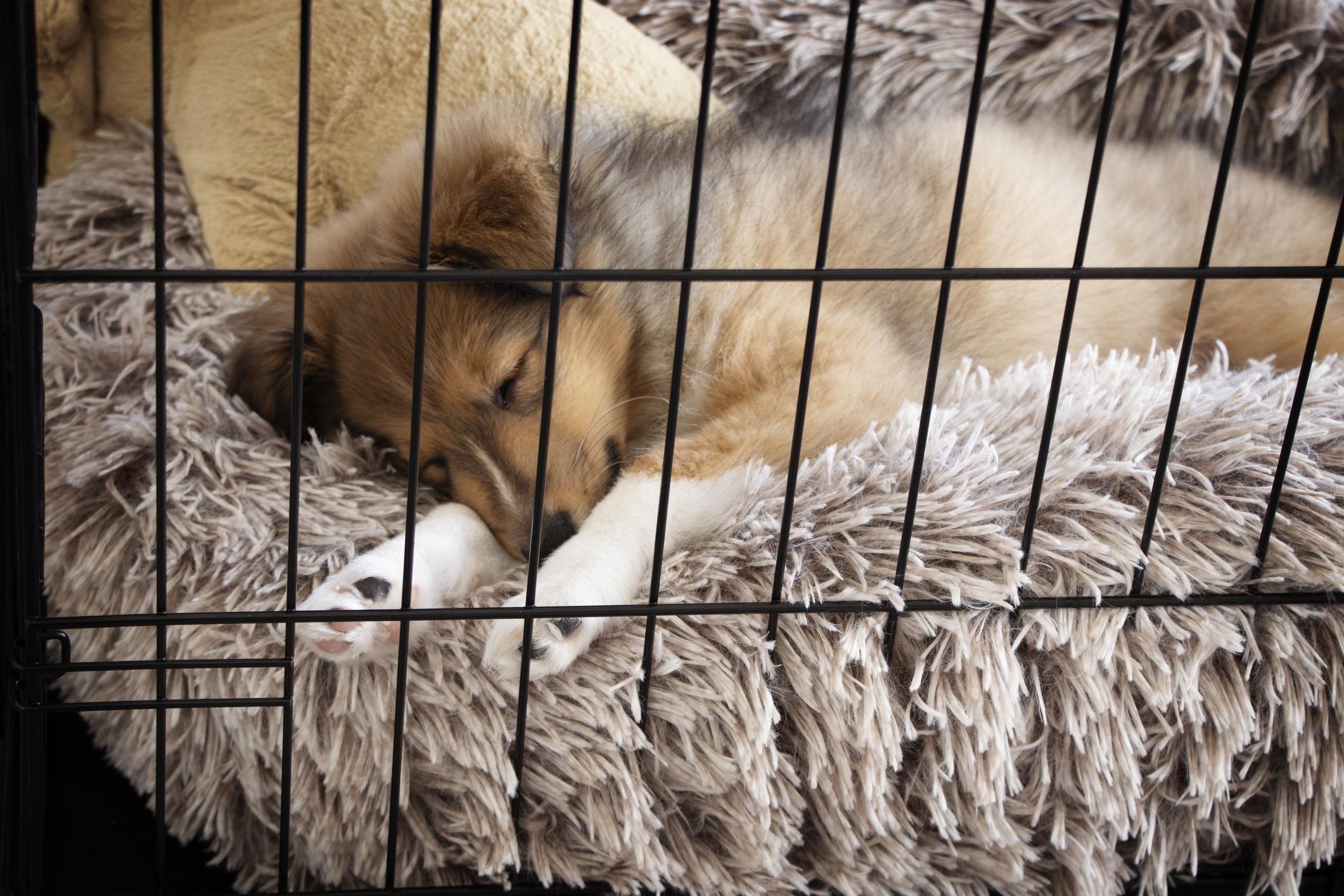 A brown puppy sleeps soundly in a crate