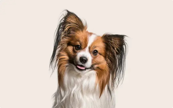 A close-up of a Papillon dog with long, flowing fur in shades of brown and white, and large, expressive ears fringed with black, sitting against a light beige background and looking directly at the camera with its tongue slightly out.