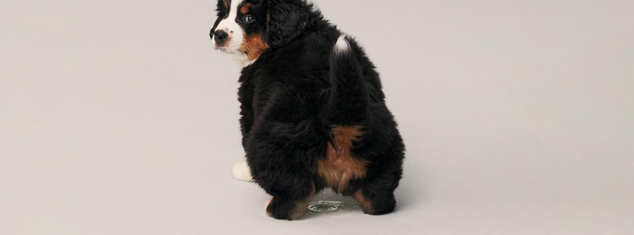 Puppy peeing on the floor