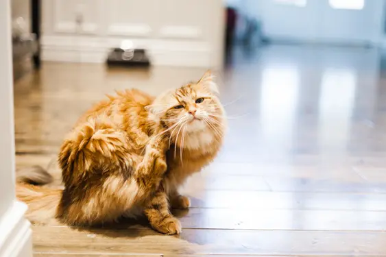 A ginger cat scratches their neck while sitting indoors on a wooden floor