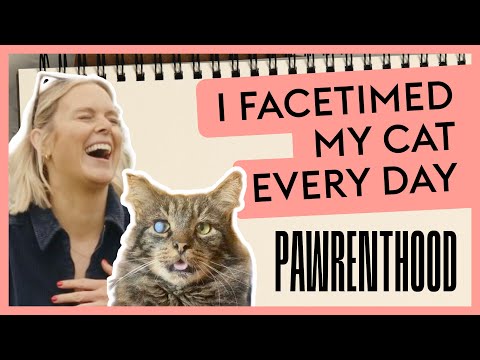 What Happens to Pets When Relationships End? · Pawrenthood Episode #3
