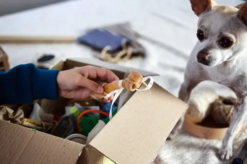 Person holding dog bone