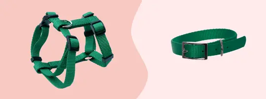 dog collar and dog harness