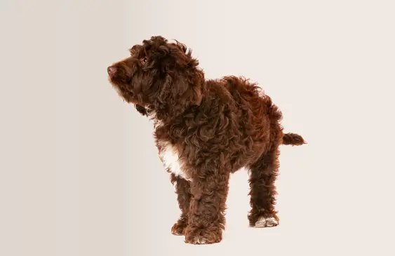 Cockapoo looking left