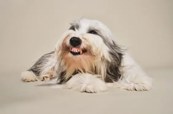 long haired dog baring teeth on tan background