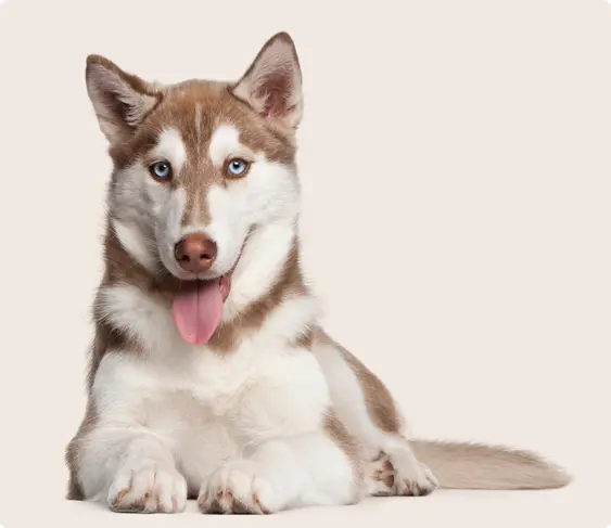 A Siberian Husky with blue eyes and a white and reddish-brown coat is lying down against a light beige background. The dog has its tongue out and is looking directly at the camera.