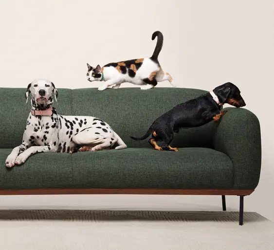 2 dogs and 1 cat sitting on a green couch