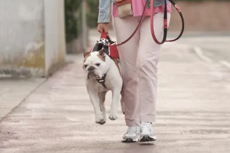 Image of a stubborn bulldog being carried