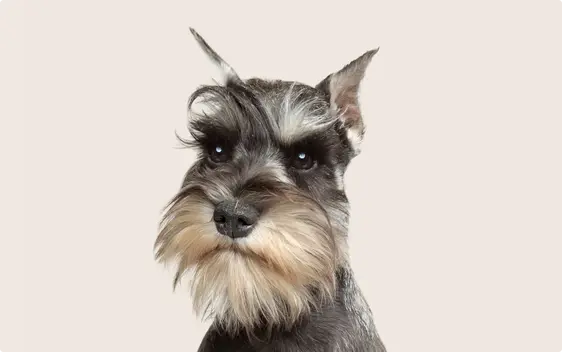 Mini Schnauzer
