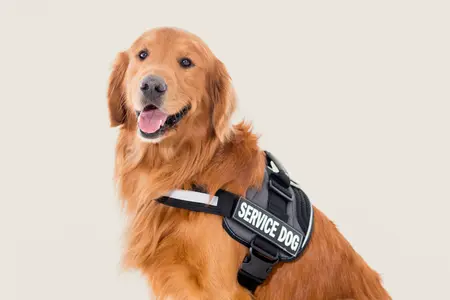 Retired Guide Dog