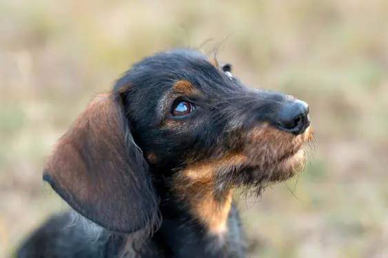 Image of a Dachshund looking upwards
