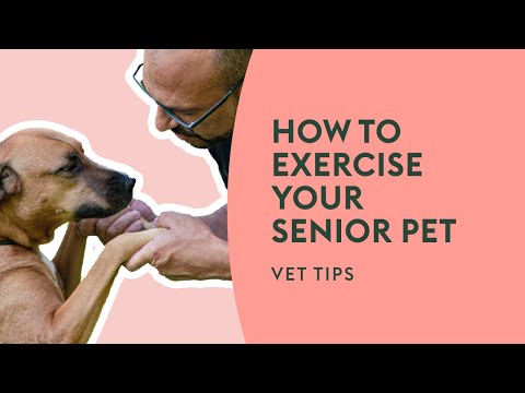 How to Exercise Your Senior Pet | Vet Tips