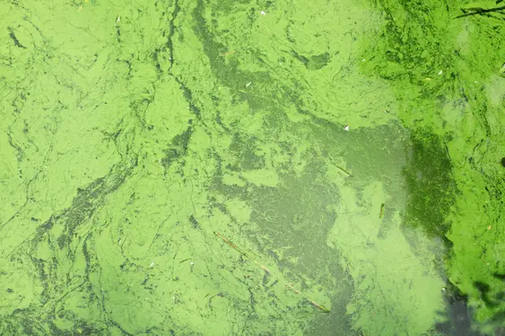 Image of bright green algae on water
