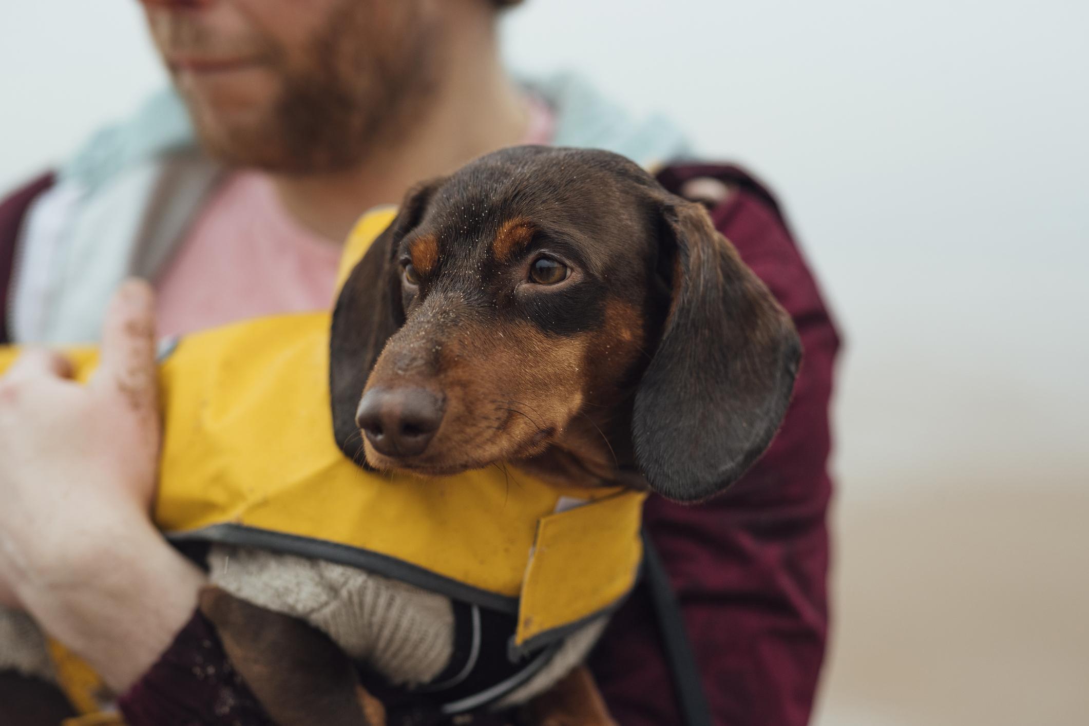 Image of a brown Daschund in a yellow jacket