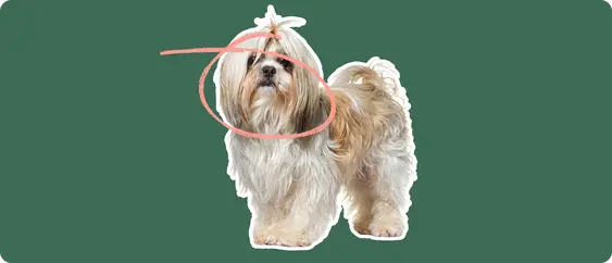 shih tzu with a pink circle drawn around its face