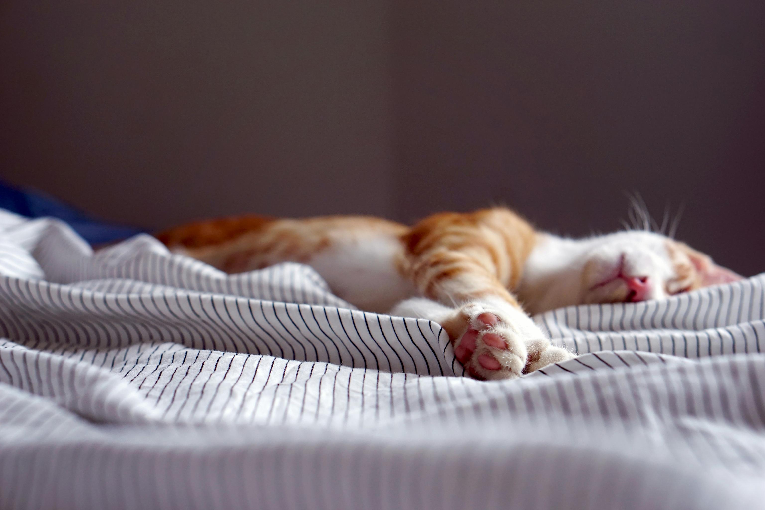 orange tabby cat laying on striped bed with paw in foreground