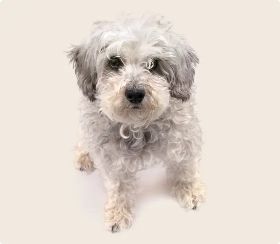 A white and grey Schnoodle dog on a beige background