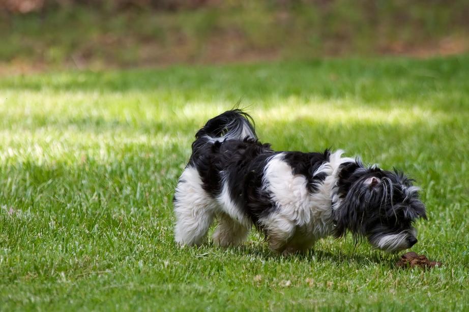 Dog sniffing poo
