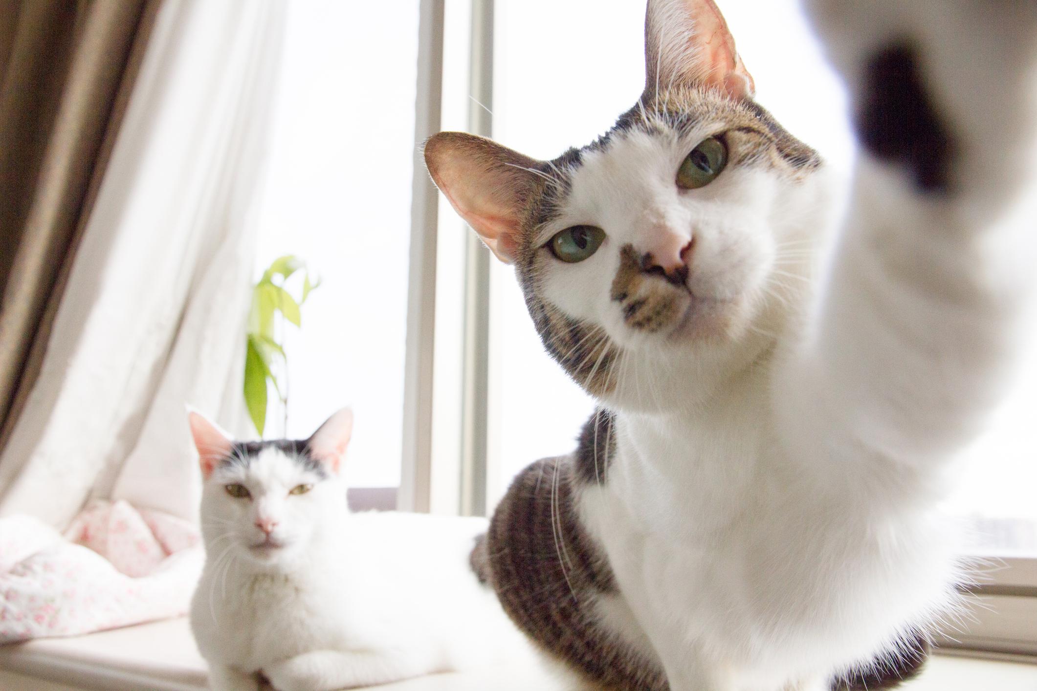 Two cats look into the camera, one has their paw up on the lens