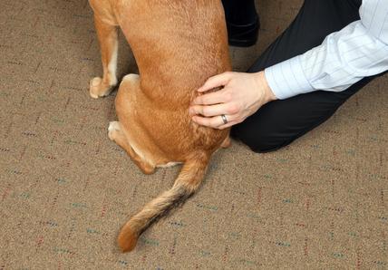 dog chiropractor
