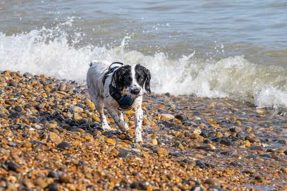 wet spaniel dog on brighton beach