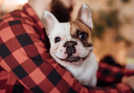 french bulldog in owner's arms