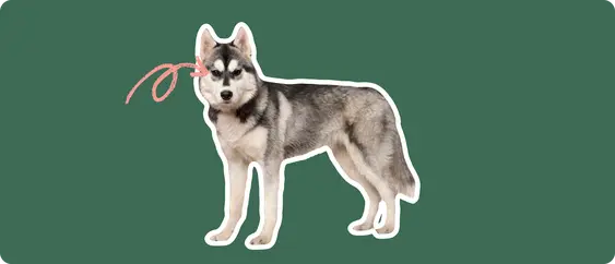 Husky