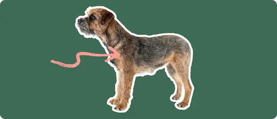 Border Terrier