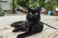 black cat with green eyes in black harness and leash, laying on deck