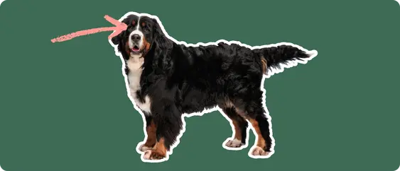 Image of a black-and-brown Bernese Mountain Dog with a pink arrow drawn to its eye