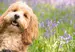 Cockapoo in lavender field