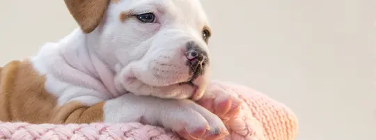 newborn baby wrapped in pink blanket
